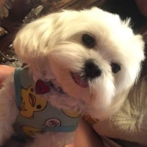 Meet your Posher, Lina